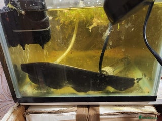 Other/Mixed Breed fish Black ghost knifefish - Advert 2