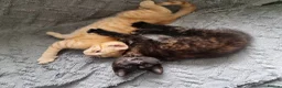 Mixed Breed cats for sale: Little best friends - Advert 5