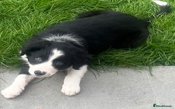 Border Collie dogs for sale: Beautiful girl non kc  - Image 10