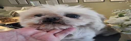 Shih Tzu dogs for sale: Stunning retire imperial cream/white boy - Advert 3