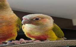 Conures birds for sale: Pineapple conures looking for new home.  - Image 8
