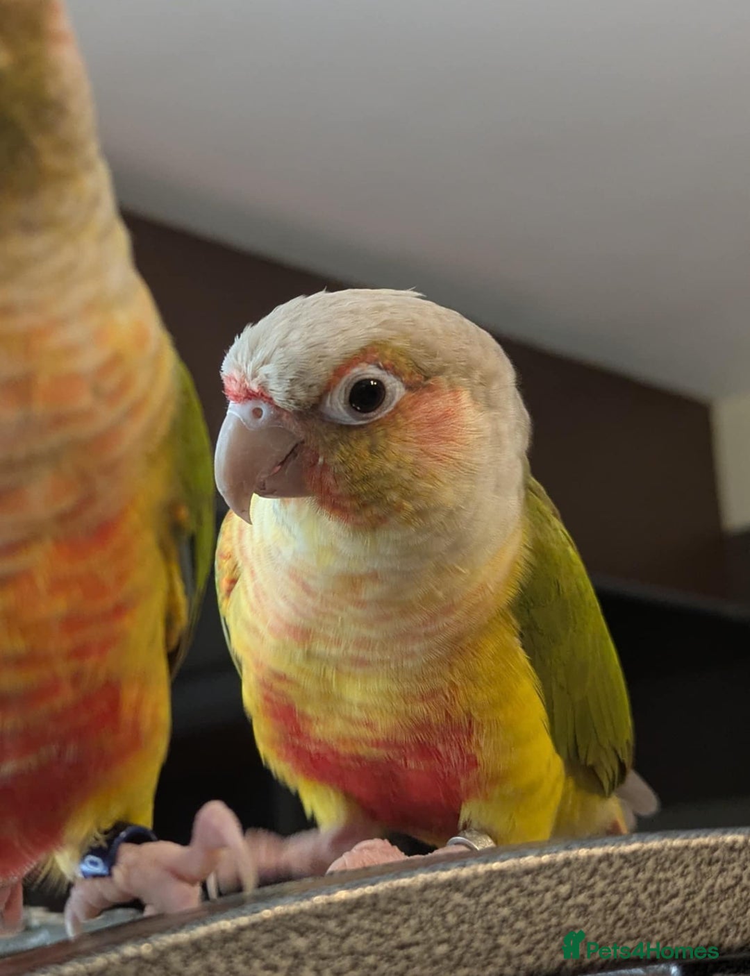 Conures birds for sale: Pineapple conures looking for new home.  - Image 8