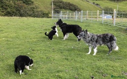 Border Collie dogs for sale: Border Collie Pups N/Wales - Image 5