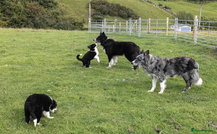 Border Collie dogs - Advert 4