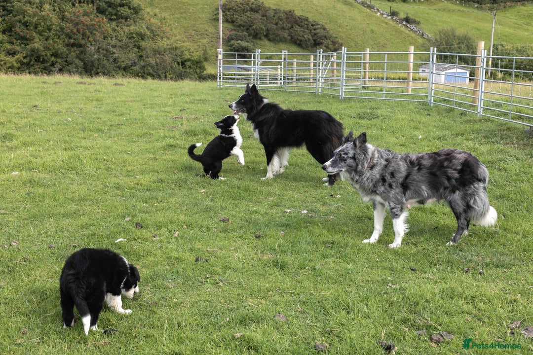 Border Collie dogs for sale: Border Collie Pups N/Wales - Image 5