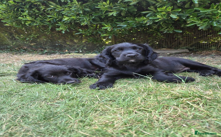 Cocker Spaniel dogs - Advert 11