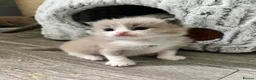 Ragdoll cats for sale: Registered Ragdoll Kittens for Sale - Advert 7