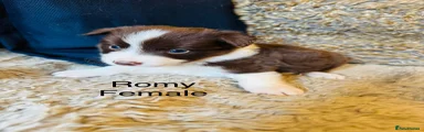 Romy