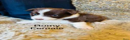 Border Collie dogs for sale: Our Bred Border Collie Puppies For Sale - Advert 11