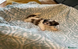 Shih Tzu dogs for sale: Shihtzu  puppies for sale  - Image 4
