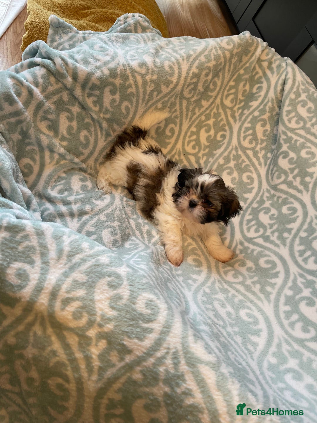 Shih Tzu dogs for sale: Shihtzu  puppies for sale  - Image 4