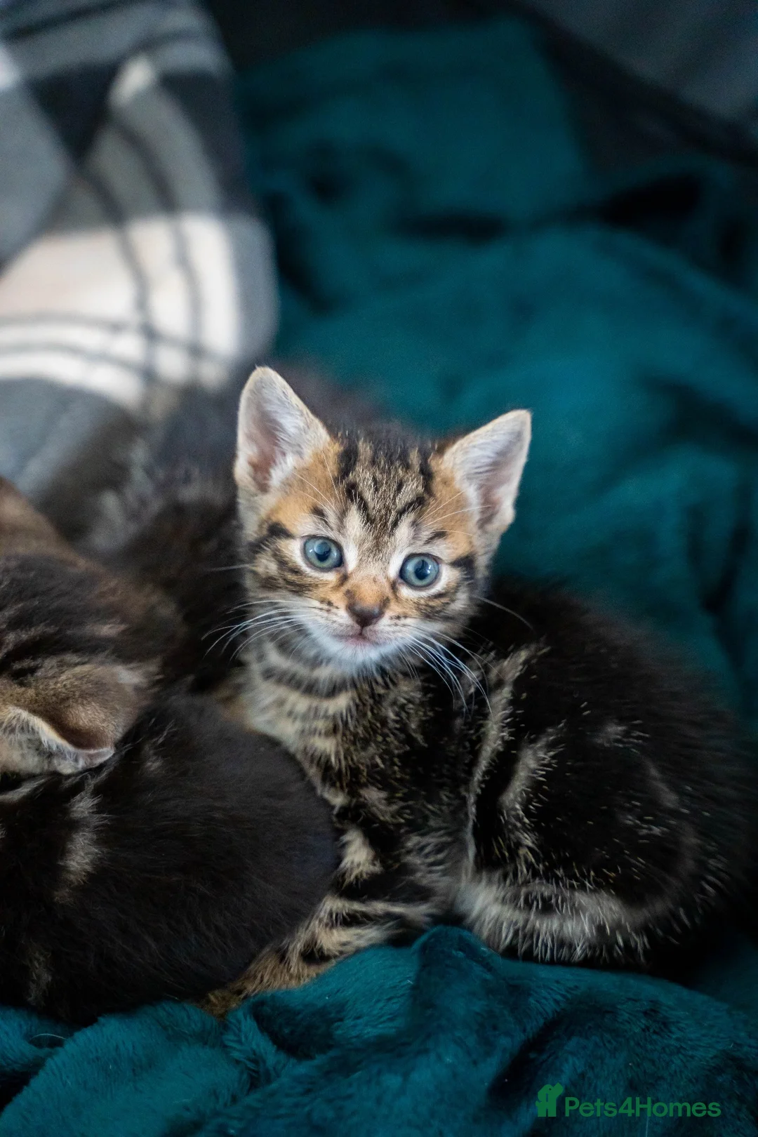 Mixed Breed cats for sale: Kittens 3 girls 1 boy in Mansfield - Advert 3