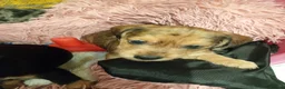Mixed Breed dogs for sale: Miniature schnoxies  - Advert 14