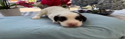 Cavapoo dogs for sale: ✨ Rare & Gorgeous F1 Cavapoos 🐾 Licensed - Advert 7