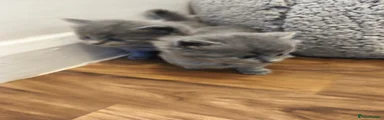 British Shorthair 2