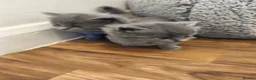 British Shorthair cats for sale: British short hair kittens  - Advert 5