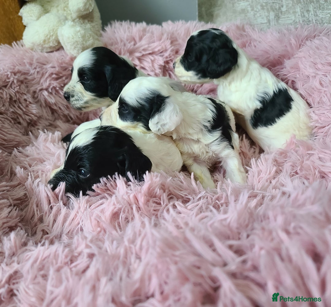 Cockapoo dogs for sale: F1 Cockapoos, Parti Roan. DNA HEALTH TESTED - Image 28