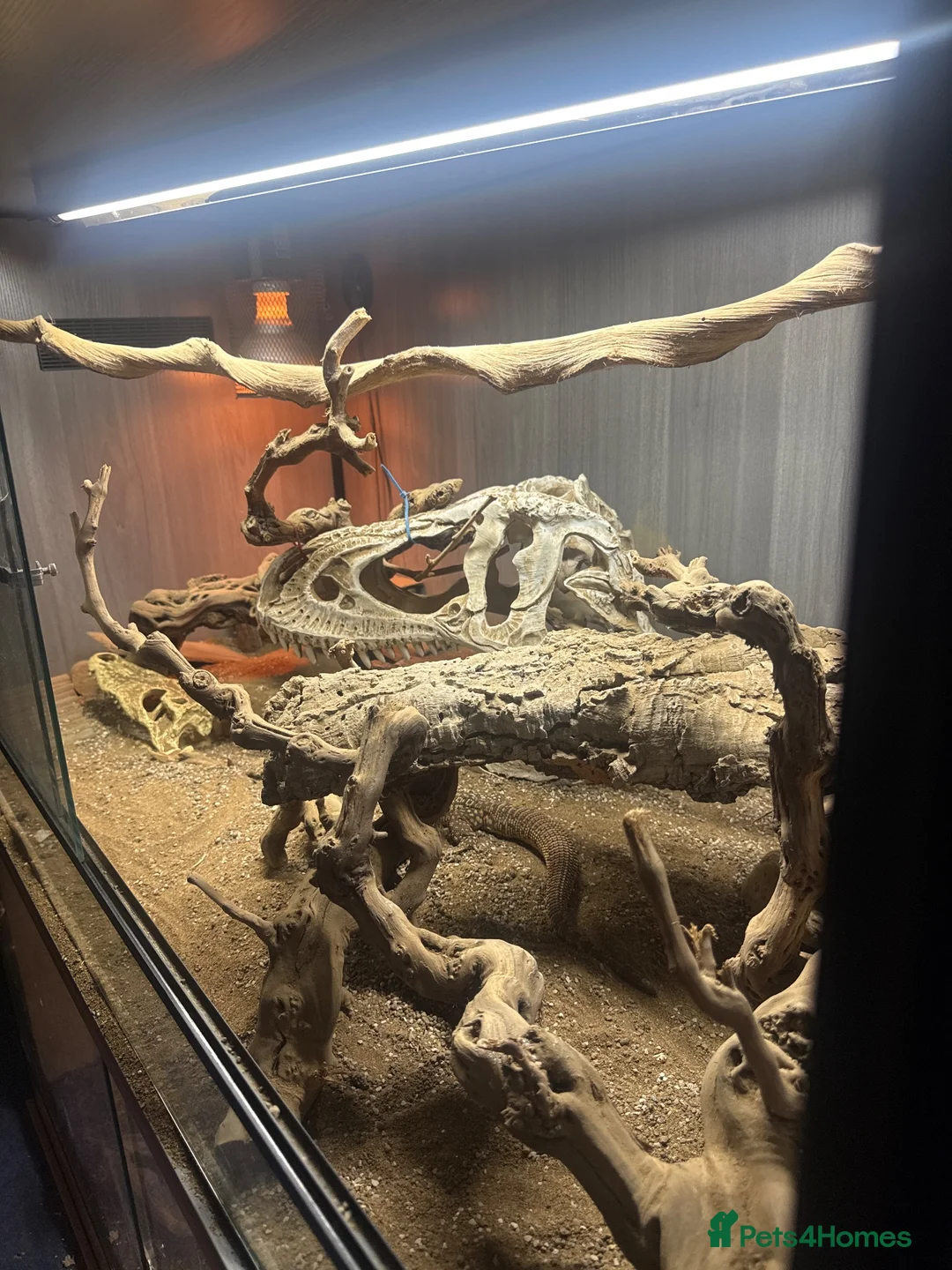 Monitor reptiles for sale: 1 male ackie monitor  - Advert 3