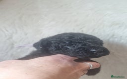 Standard Poodle dogs for sale: Exceptional Health Tested Puppies Due - Advert 10