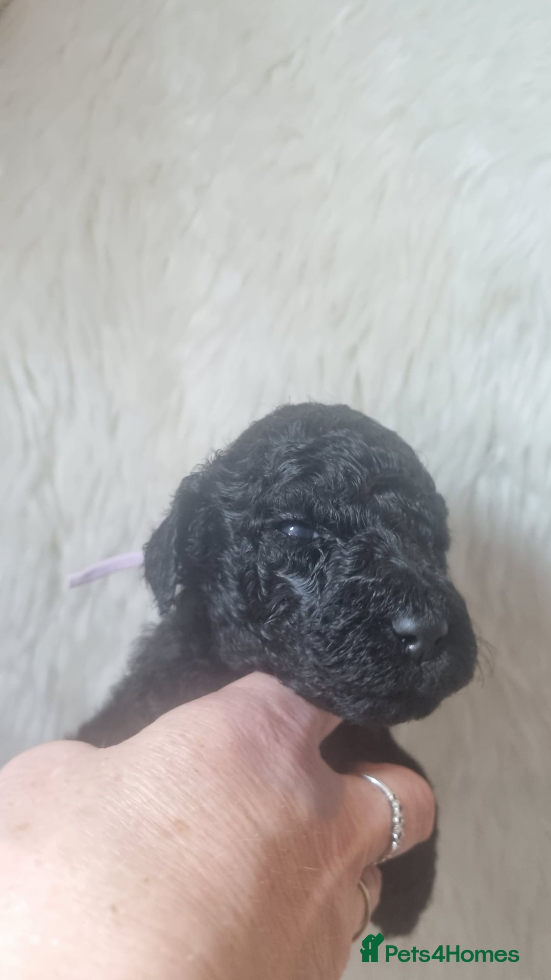 Standard Poodle dogs for sale: Exceptional Health Tested Puppies Due - Advert 10