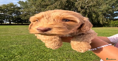 Cockapoo dogs - Advert 1