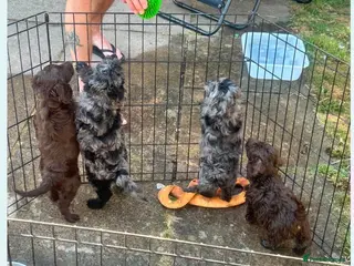 Mixed Breed dogs doxiepoo pups 1x girl x3 boys - Advert 1