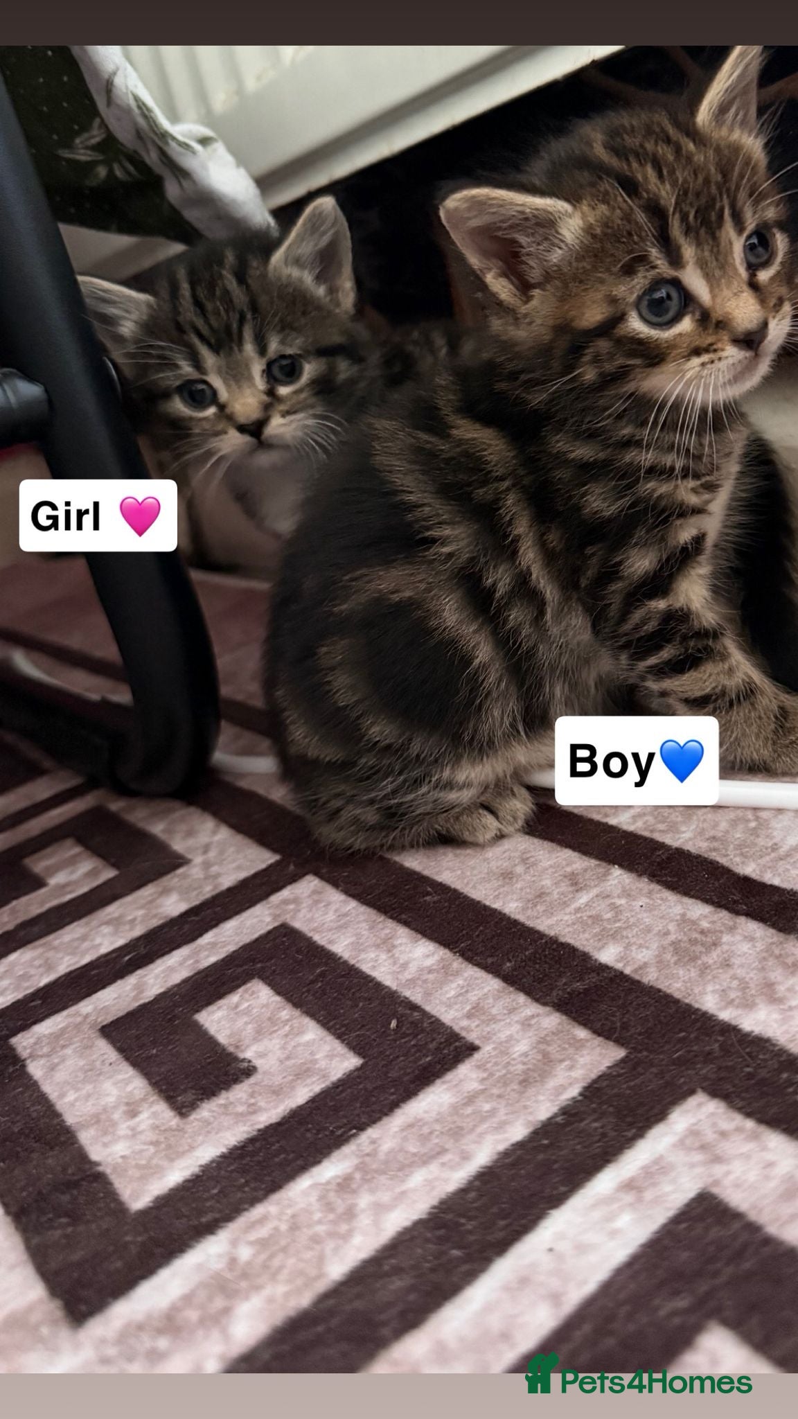 Domestic Shorthair cats 3 beautiful kittens for sale - Advert 1