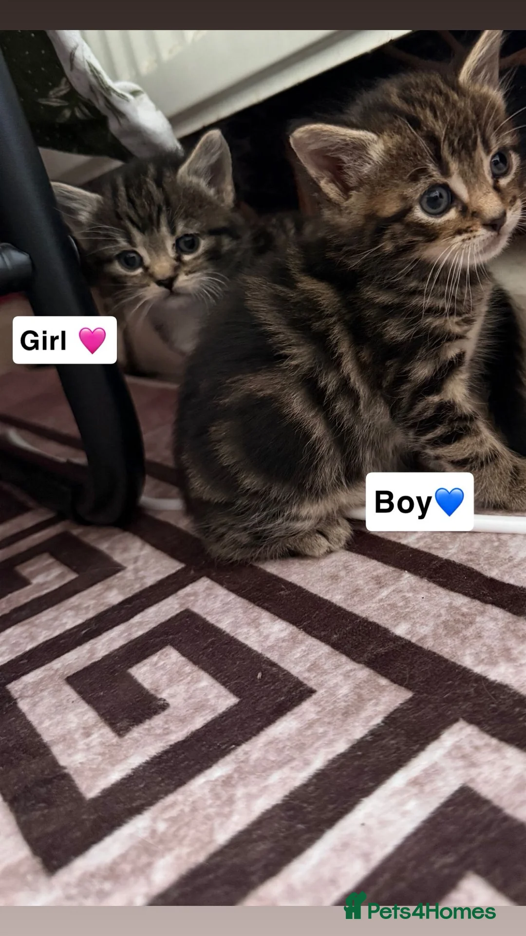 Domestic Shorthair cats for sale: 3 beautiful kittens for sale in Bradford - Advert 1