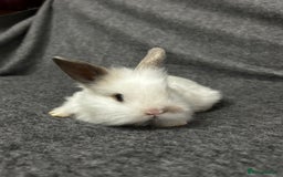 Mixed Breed rabbits for sale: Baby lion heads and lop mix  - Image 4
