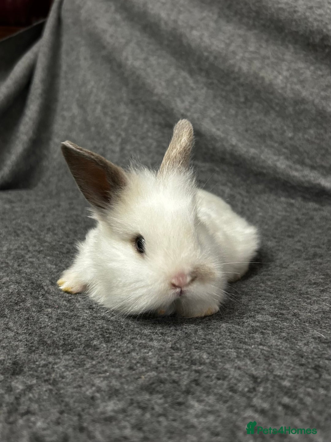 Mixed Breed rabbits for sale: Baby lion heads and lop mix  - Image 4