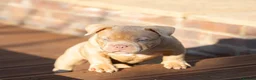 American Bully dogs for sale: American micro bully in Egham - Advert 4