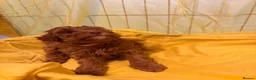 Toy Poodle dogs for sale: Beautiful toy poodle puppies  - Advert 19