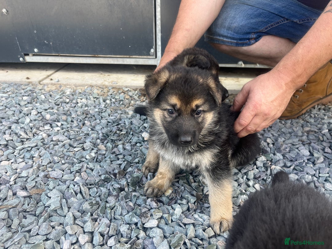 German Shepherd dogs for sale: German shepherd puppies  - Image 2