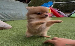 Pomchi dogs for sale: Pomeranian chihuahua puppies - Image 18