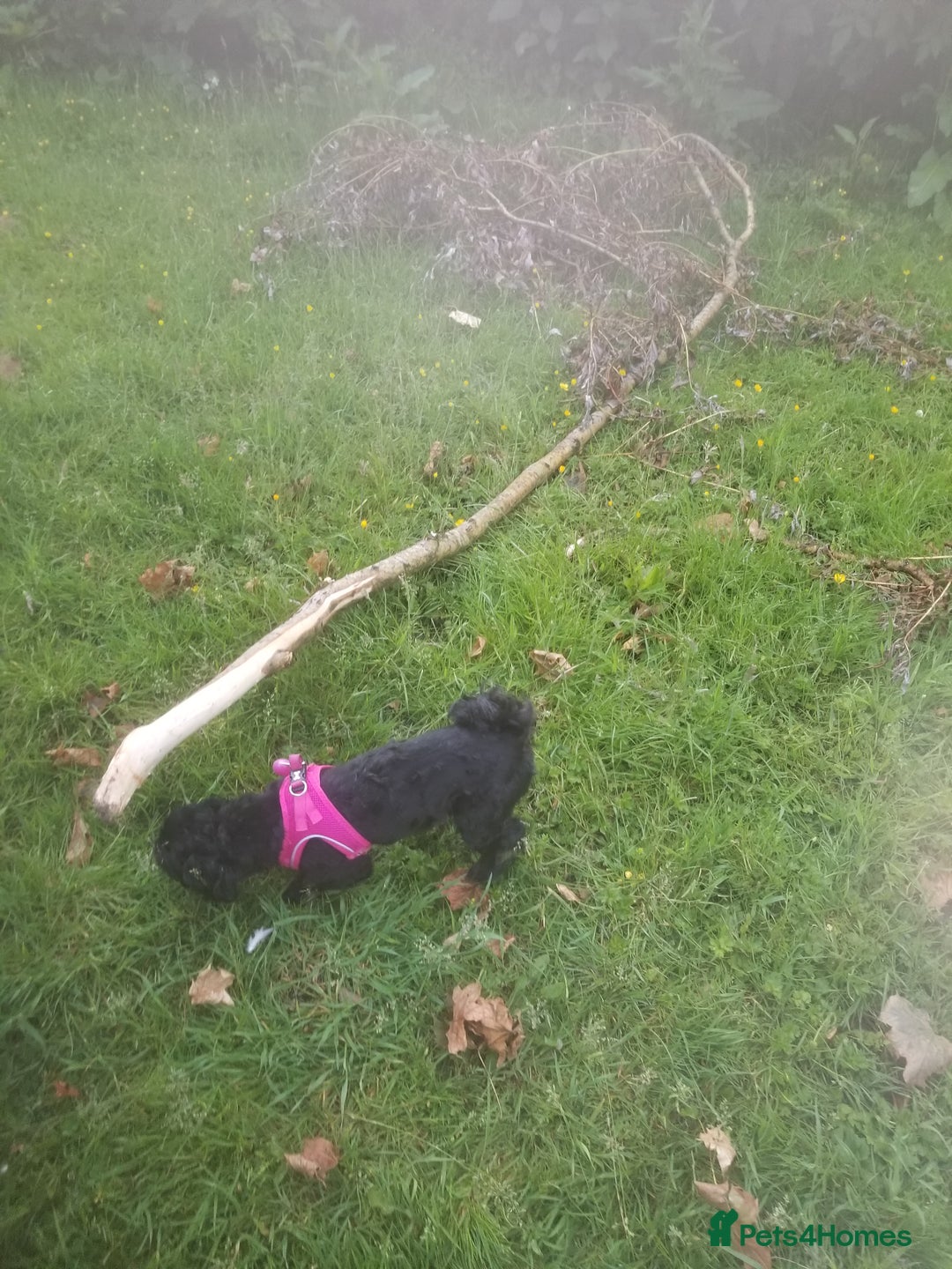 Shihpoo dogs for sale: Shihpoo x kc registered toy poodle  - Image 6