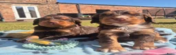 Cocker Spaniel dogs for sale: Kc registered working cockers - Advert 8