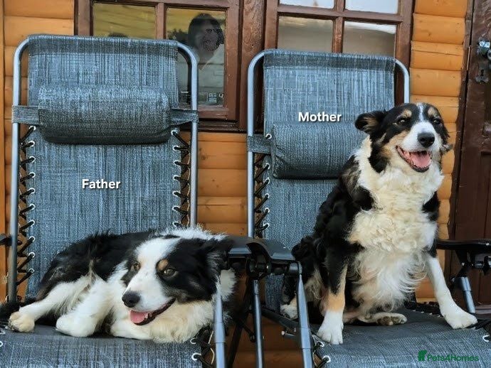 Border Collie dogs Border Collie Puppies Ready August 1st - Advert 2
