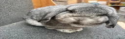Mixed Breed rabbits for sale: Mini Lop x Dwarf Lop  - Advert 13