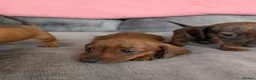 Miniature Dachshund dogs for sale: Miniature Dachshund  - Advert 11