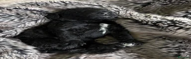 Labradoodle Puppy 3