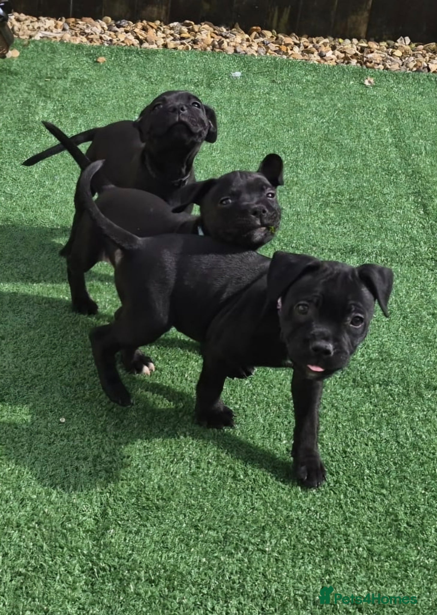Staffordshire Bull Terrier dogs Valglo KC Staffordshire Bull Terrier Puppies - Advert 17