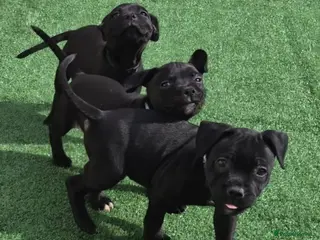 Staffordshire Bull Terrier dogs Valglo KC Staffordshire Bull Terrier Puppies - Advert 17