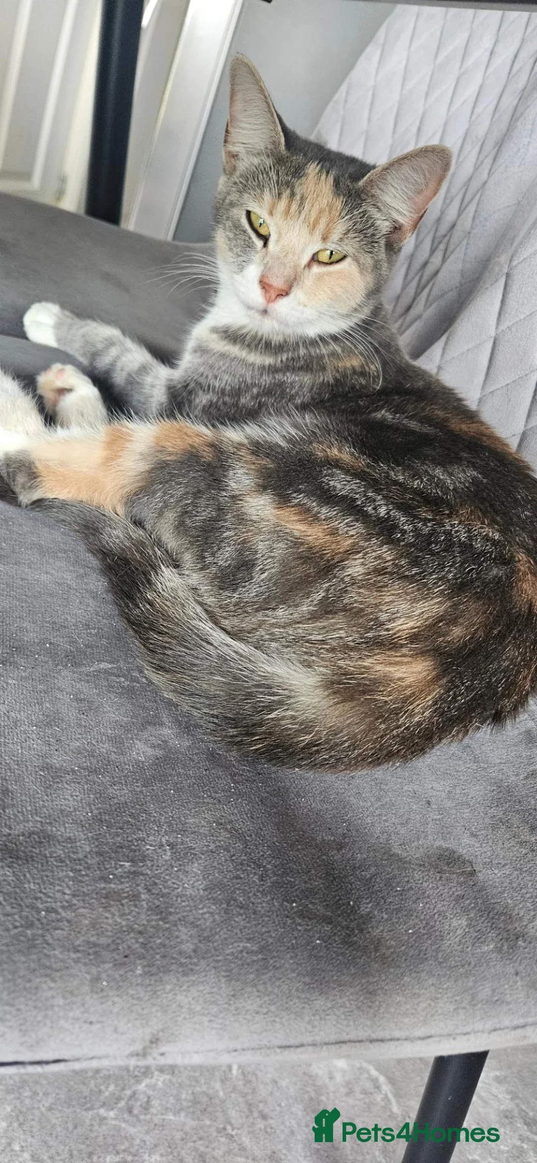 Mixed Breed cats for sale: Mainecoon bloodline  - Advert 2