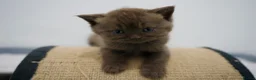 British Shorthair cats for sale: 🌟GCCF BSH Kittens Beautiful Variety of Colours 🌟 - Advert 16