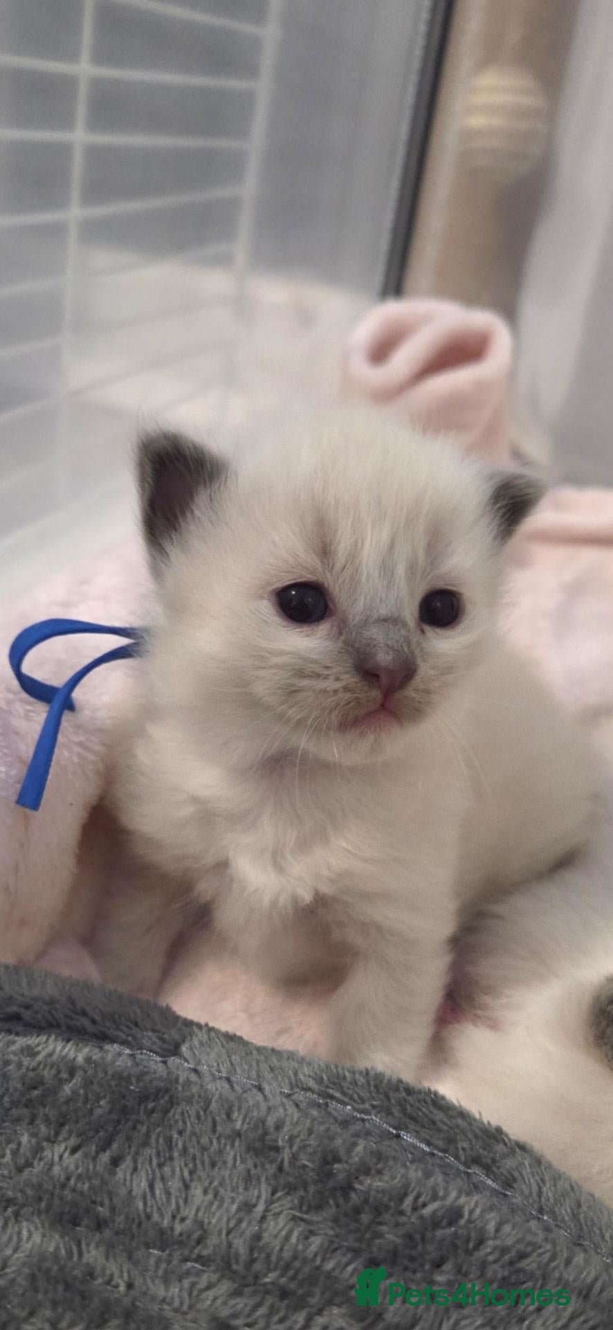 Ragdoll cats for sale: Ragdoll Kittens - Advert 2