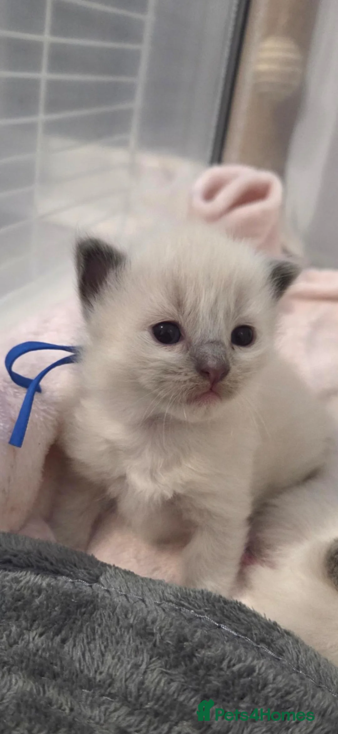 Ragdoll cats for sale: Ragdoll Kittens - Advert 1