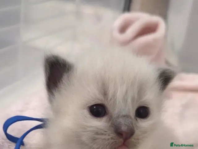 Ragdoll cats for sale: Ragdoll Kittens - Advert 11
