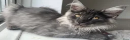 Maine Coon cats for sale: ✨Gorgeous Pedigree Maine Coon kittens for sale!✨ in London - Advert 3