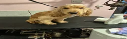 Cocker Spaniel dogs for sale: Beautiful Golden show type Cocker for sale  - Advert 6