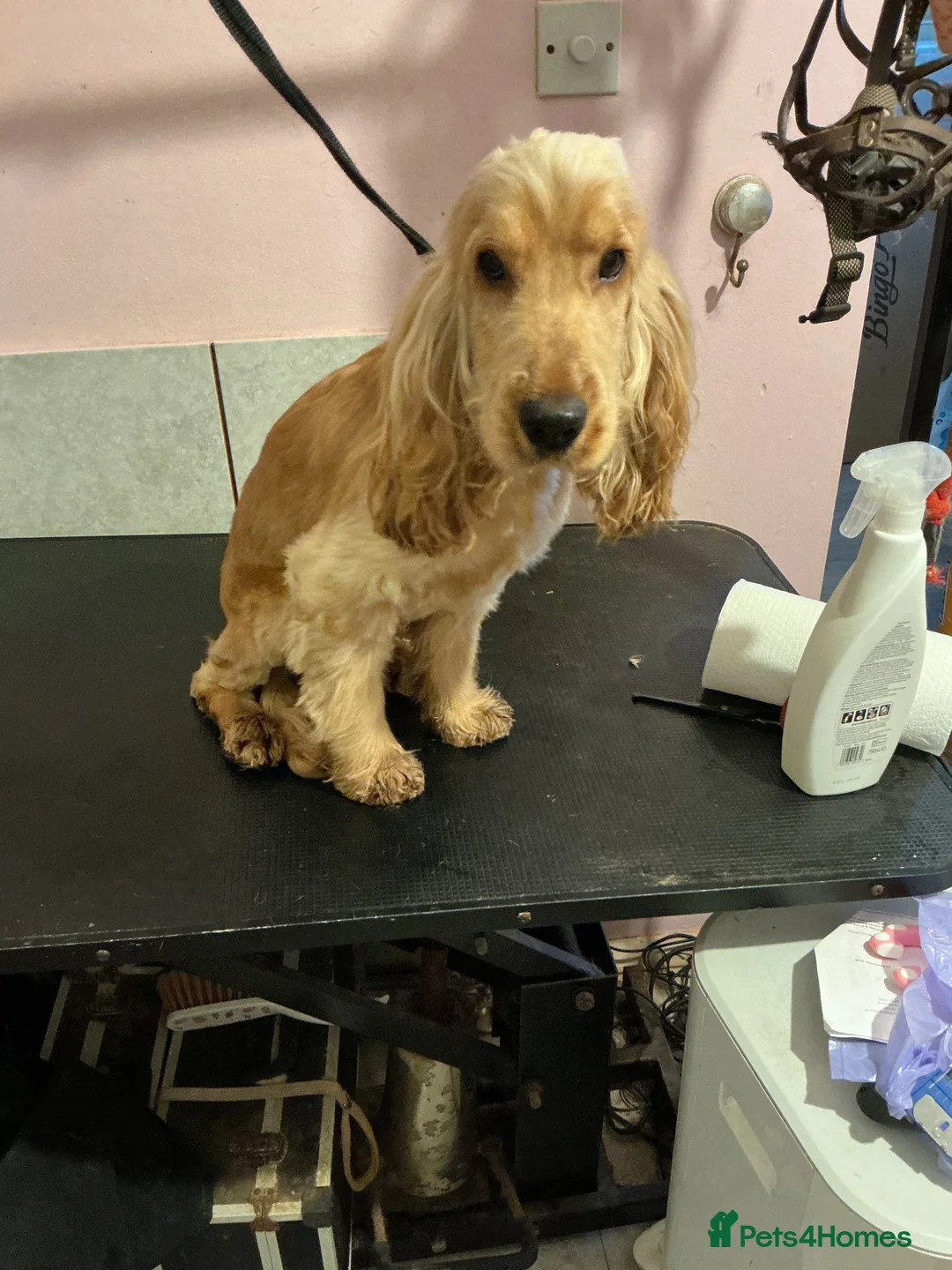Cocker Spaniel dogs for sale: Beautiful Golden show type Cocker for sale  - Advert 6